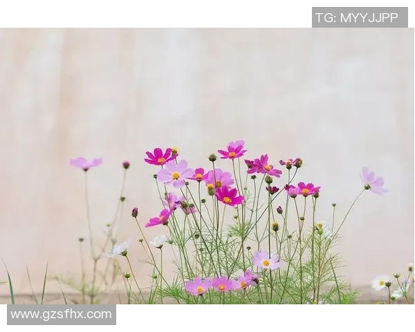 何思雨的成长之路:在风雨中绽放的青春与梦想